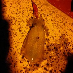 釣ブームらしいですね